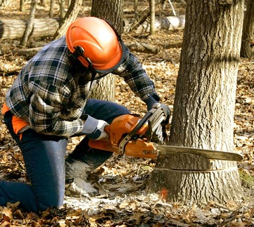 Tree Removal in Mccurtain, OK